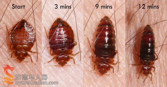 bed-bug-feeding-Whitney-Cranshawb.jpg